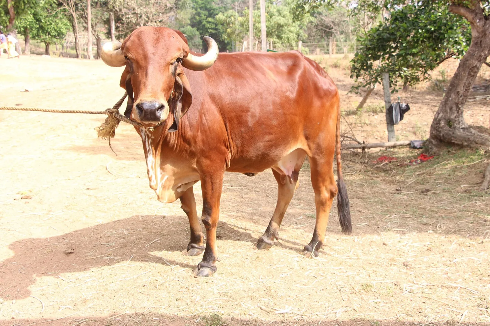 A red-brown Gir cow with curved horns standing in a dry pasture